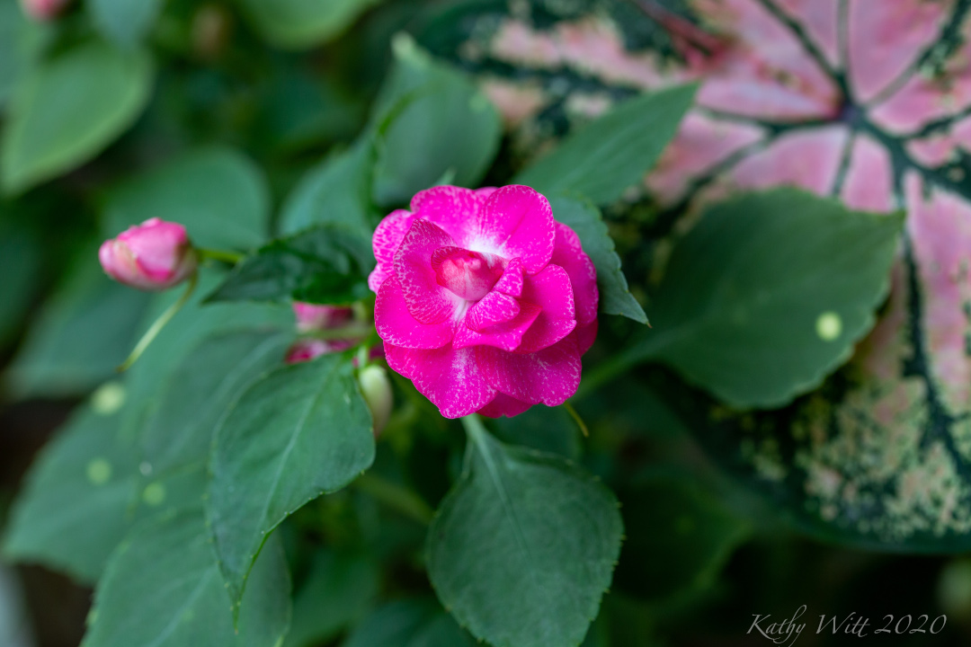 impatiens apple blossom