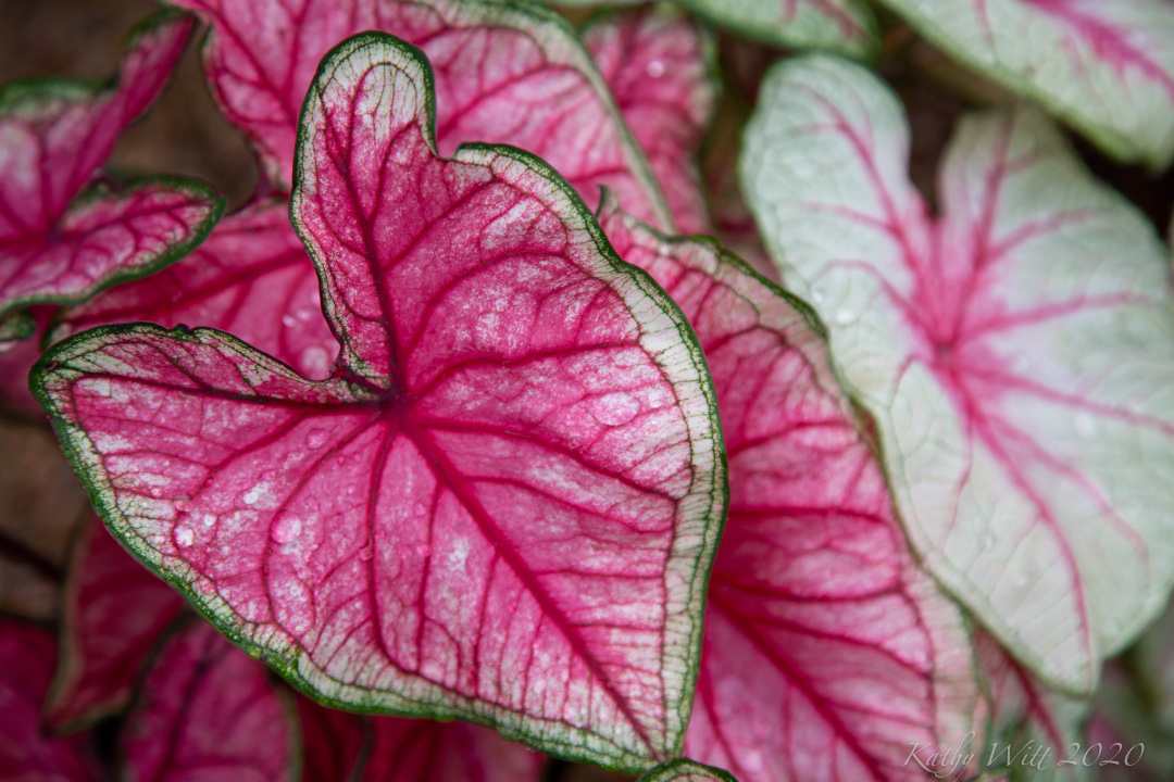 caladiums