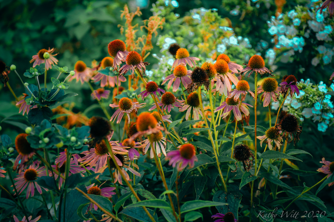 coneflowers