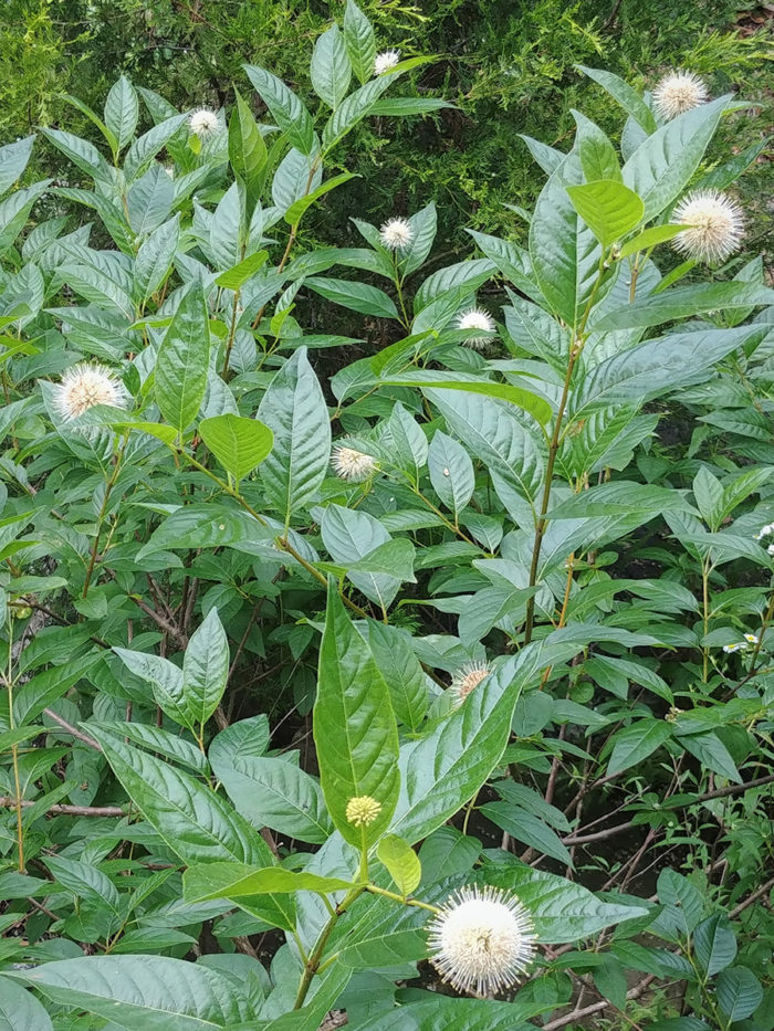 Sugar Shack buttonbush