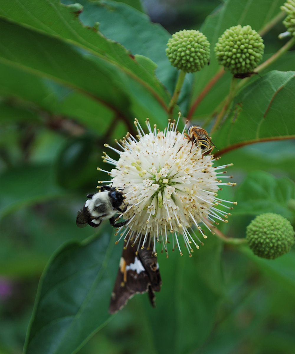 Sugar Shack buttonbush