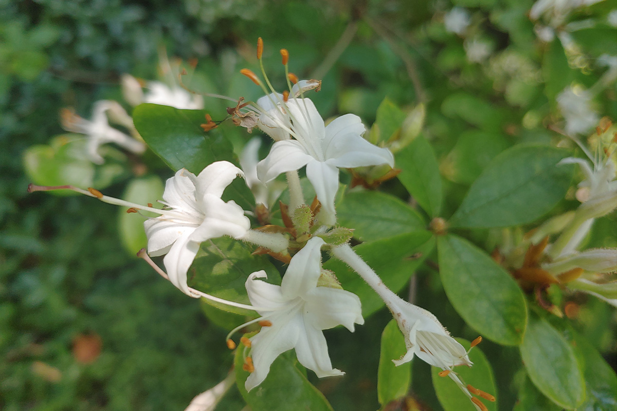 10 Recommended Shrubs With White Flowers