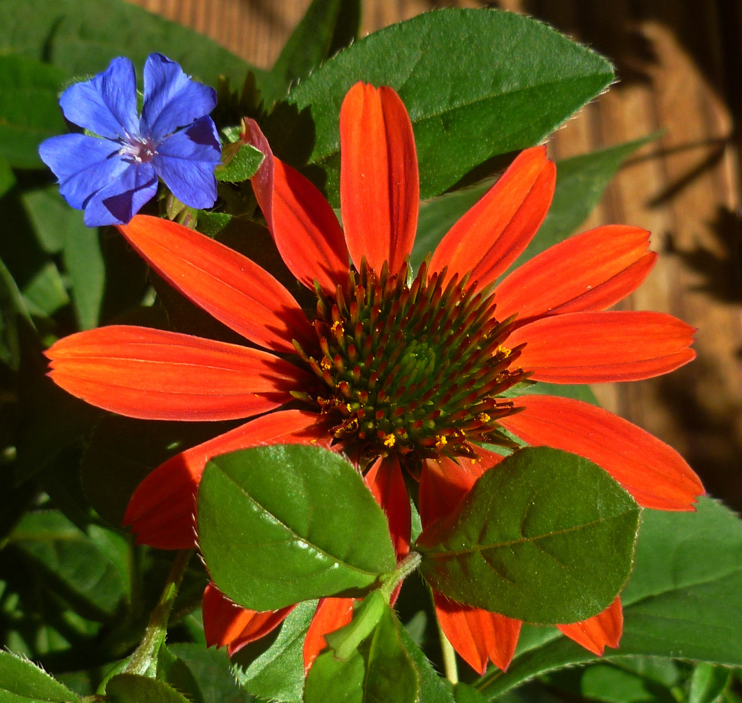 Coneflower Sombrero Hot Coral