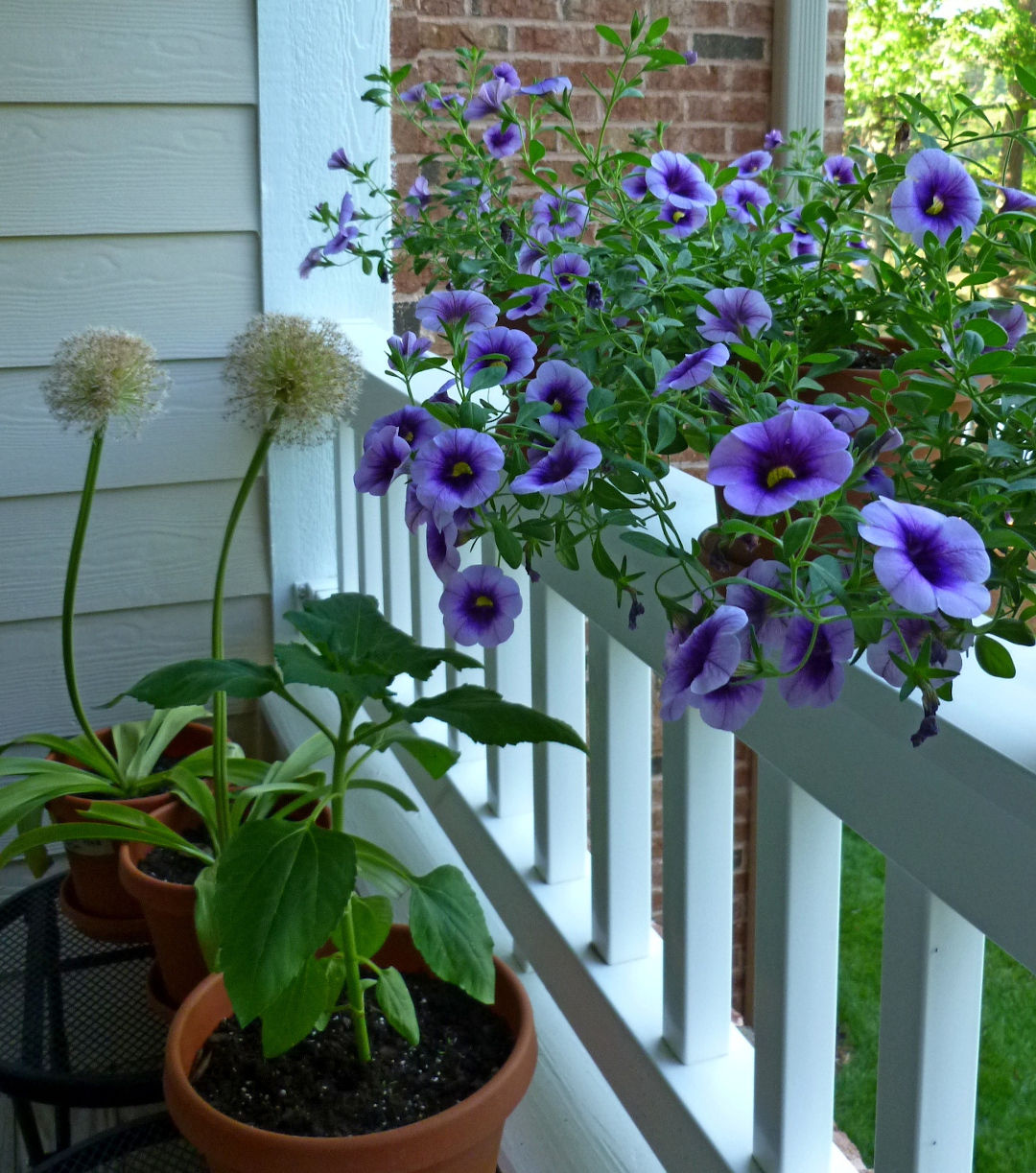 Calibrachoa Superbells Blue Moon Punch