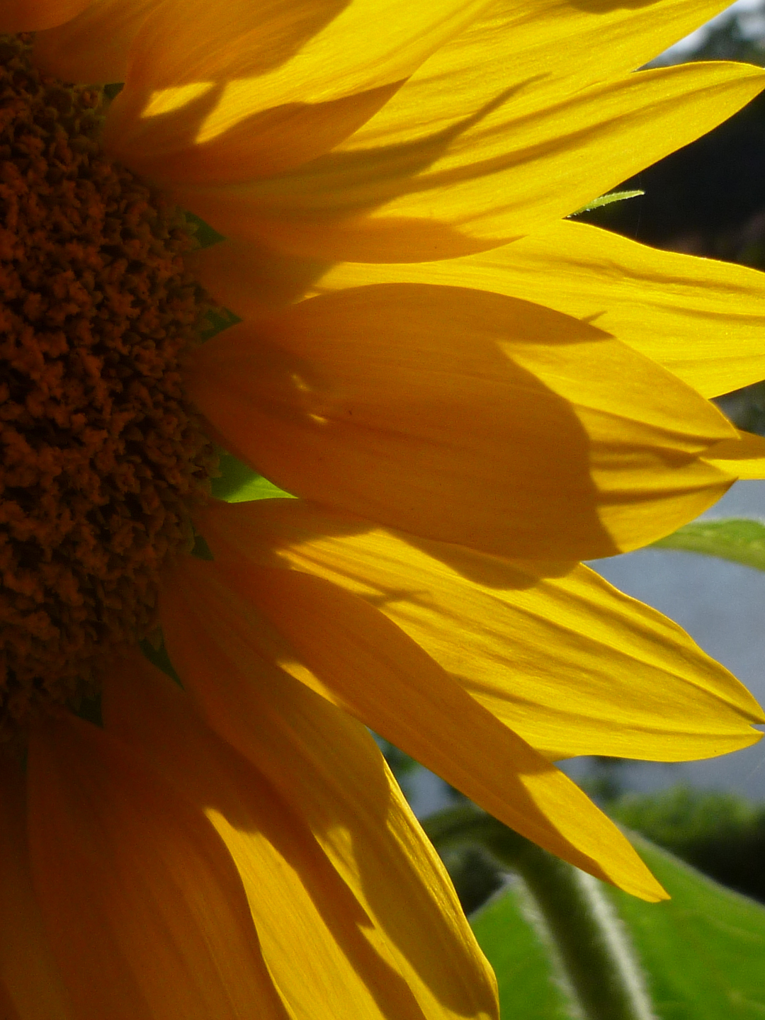 dwarf sunspot sunflower