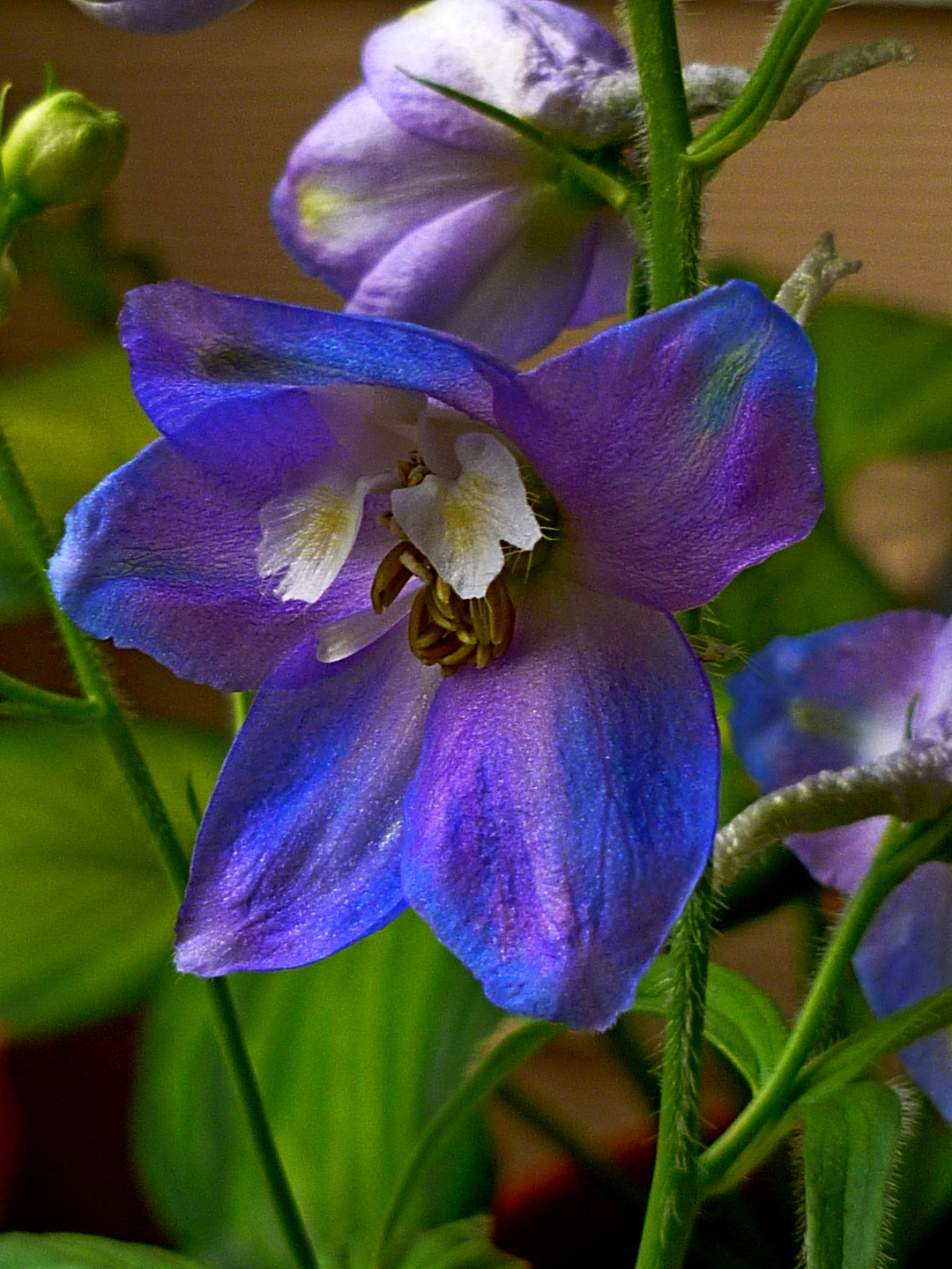 delphinium