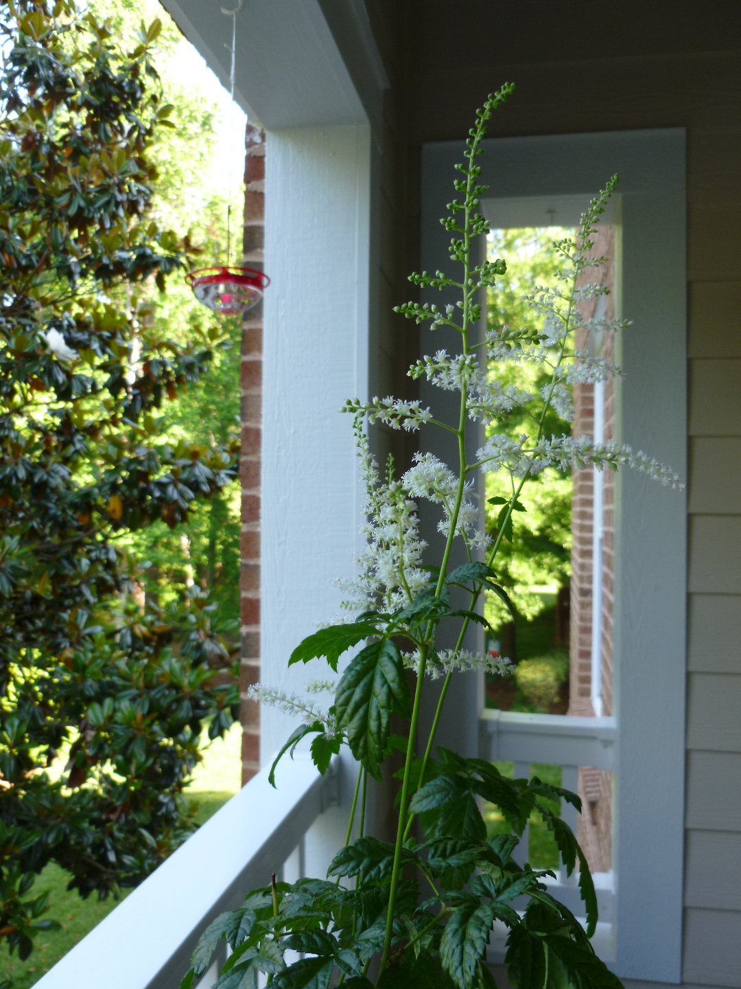 Astilbe Bridal Veil