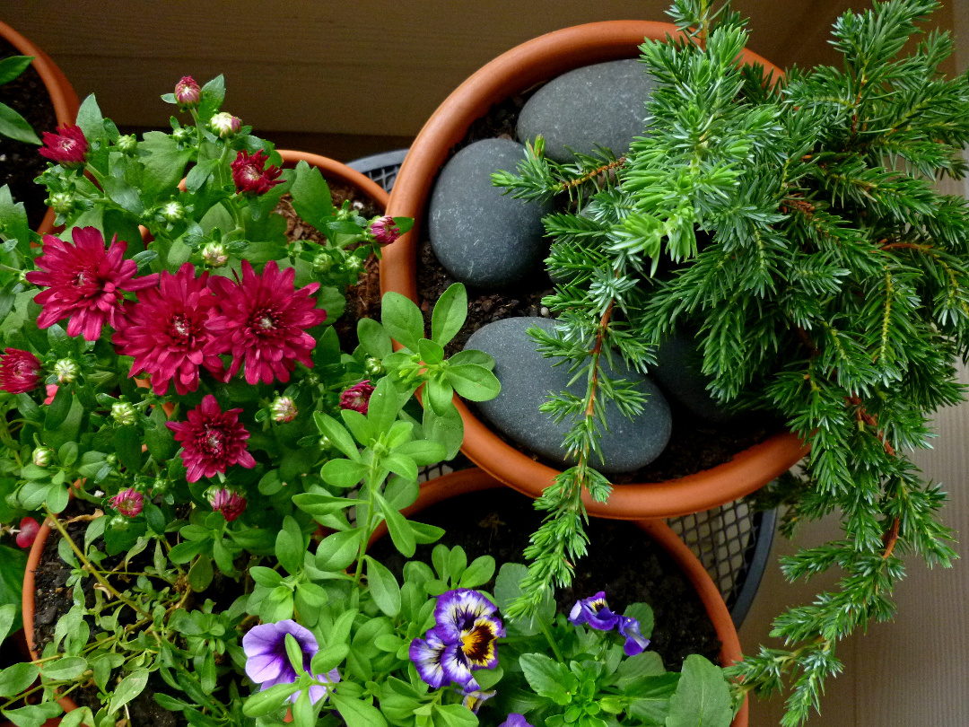 small container garden