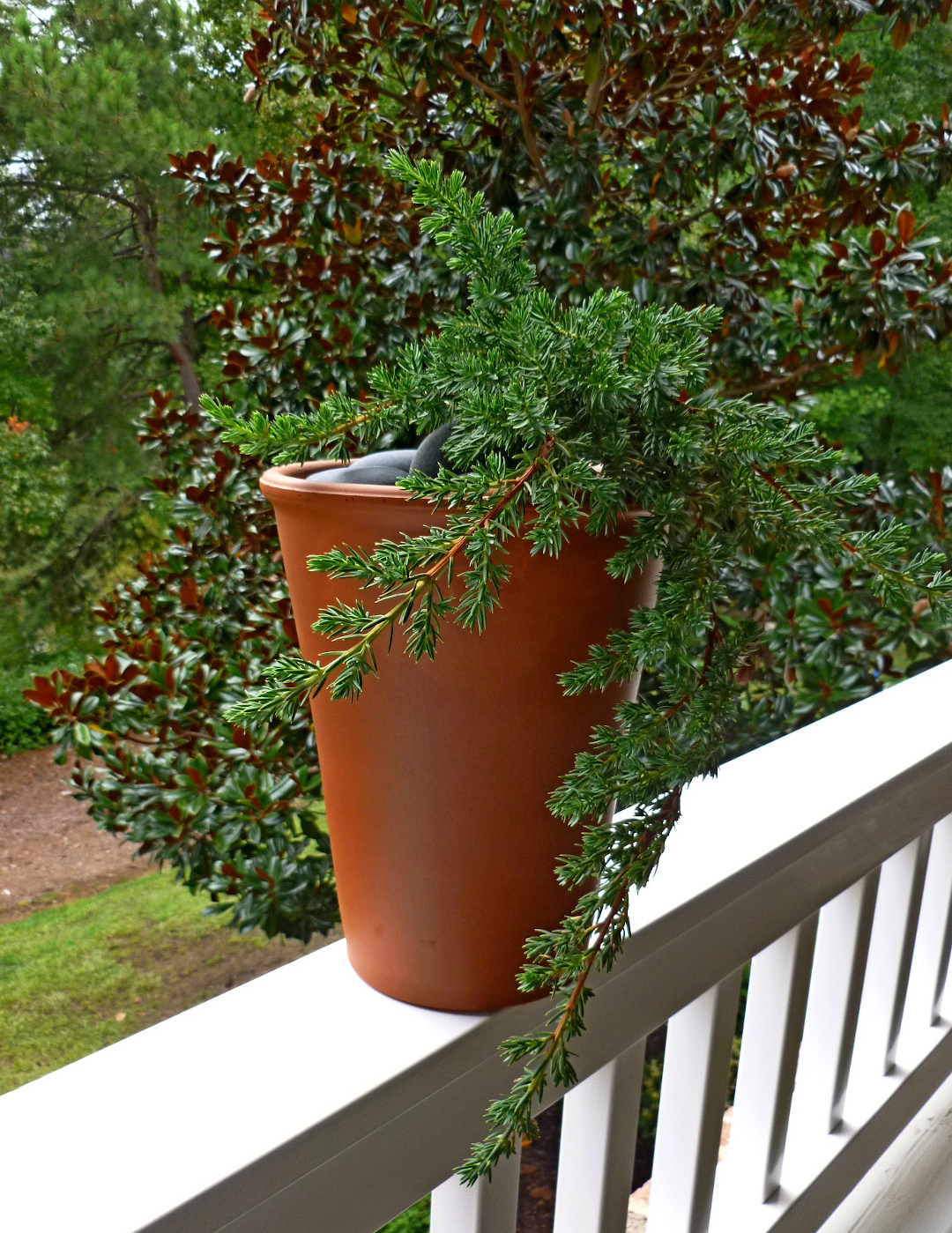 Blue Pacific Shore Juniper