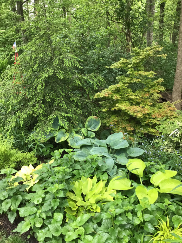 Woodland Garden in Maryland