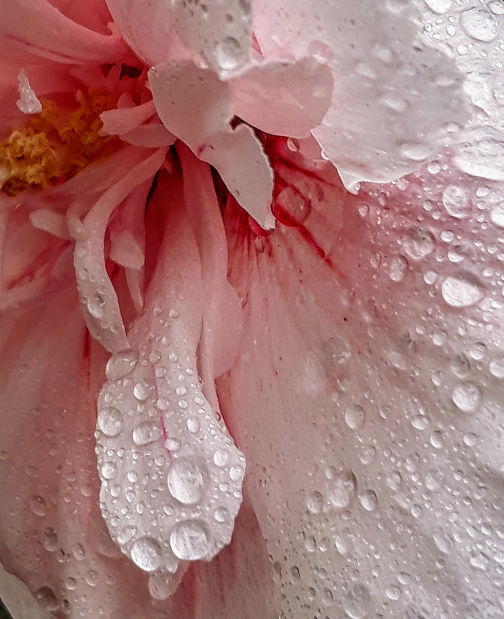 rose of sharon