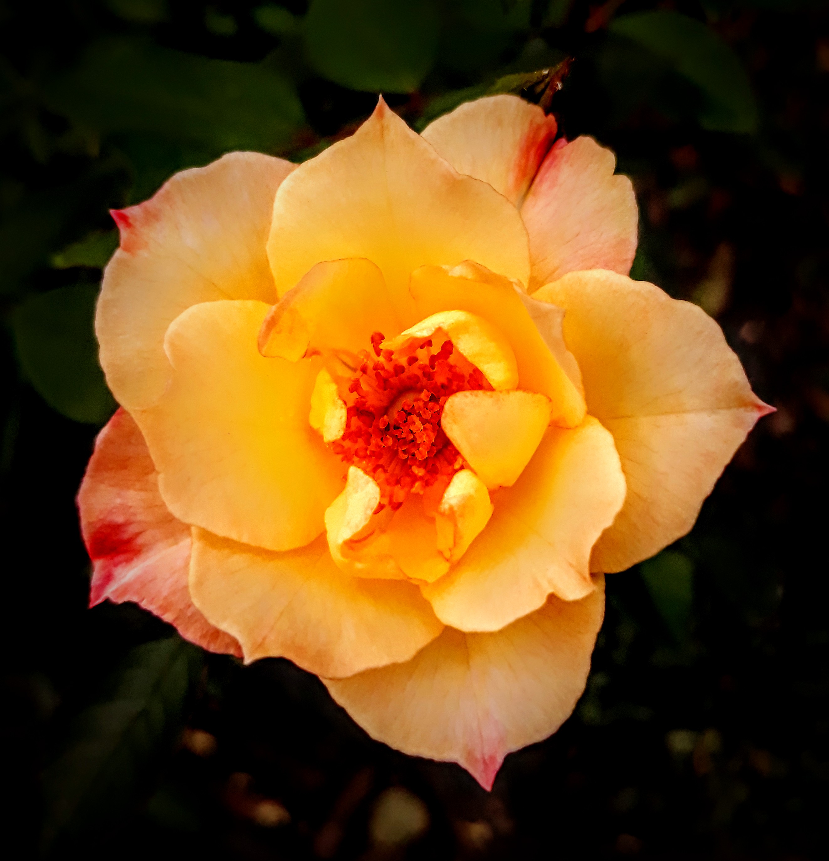yellow semi-double rose