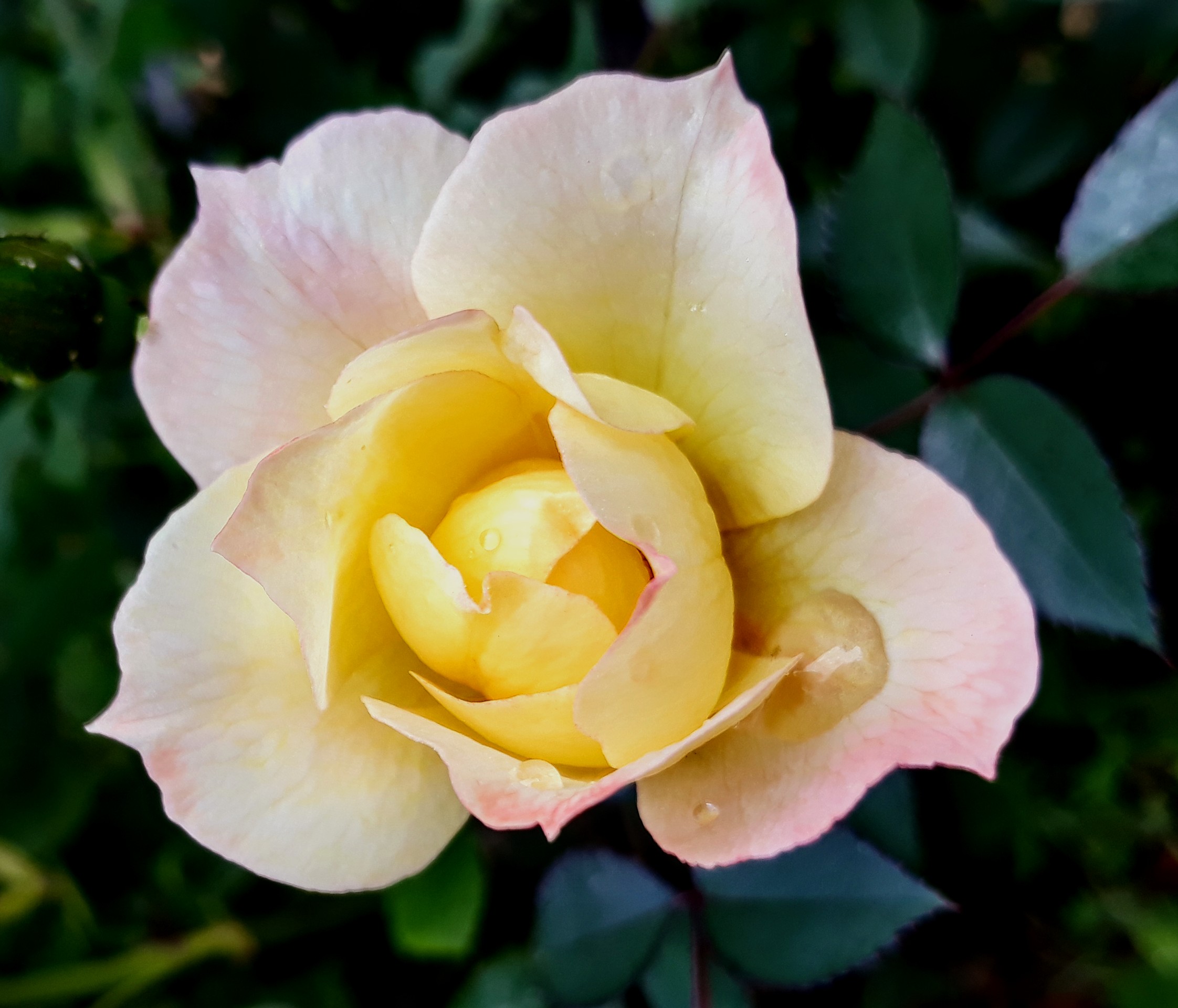 yellow and cream rose