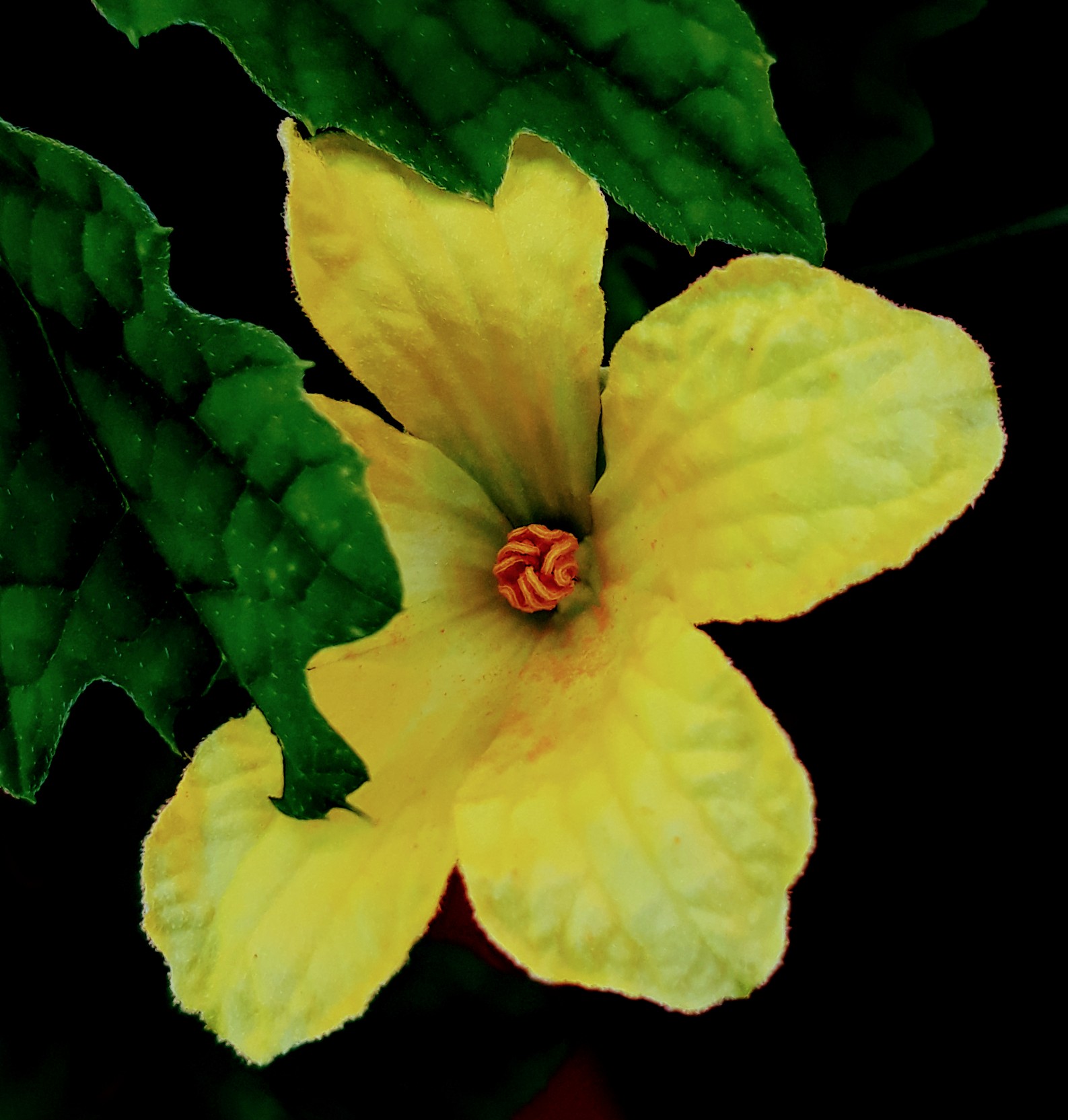 male flower of a bitter gourd