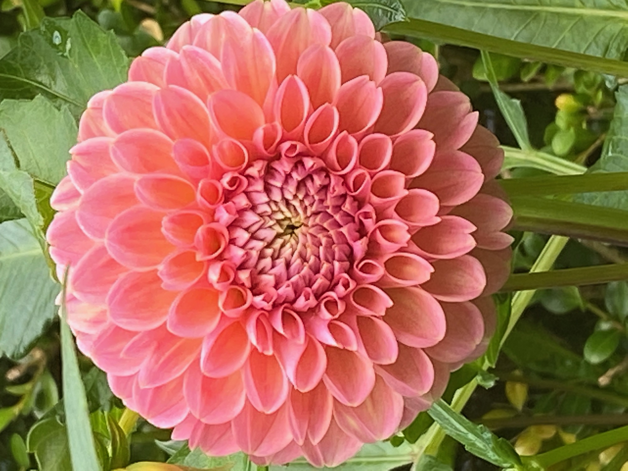 pink dahlia