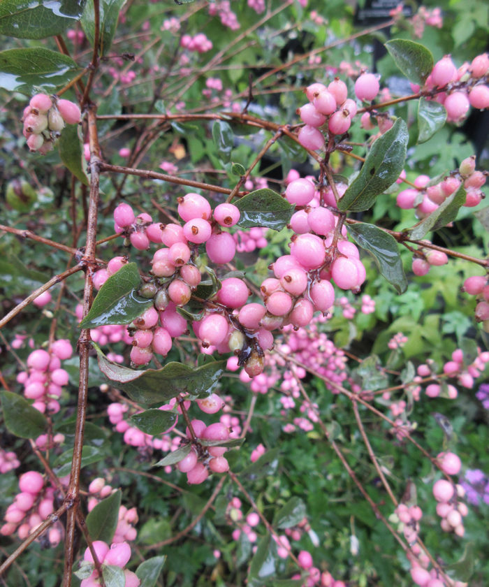 Candy coralberry