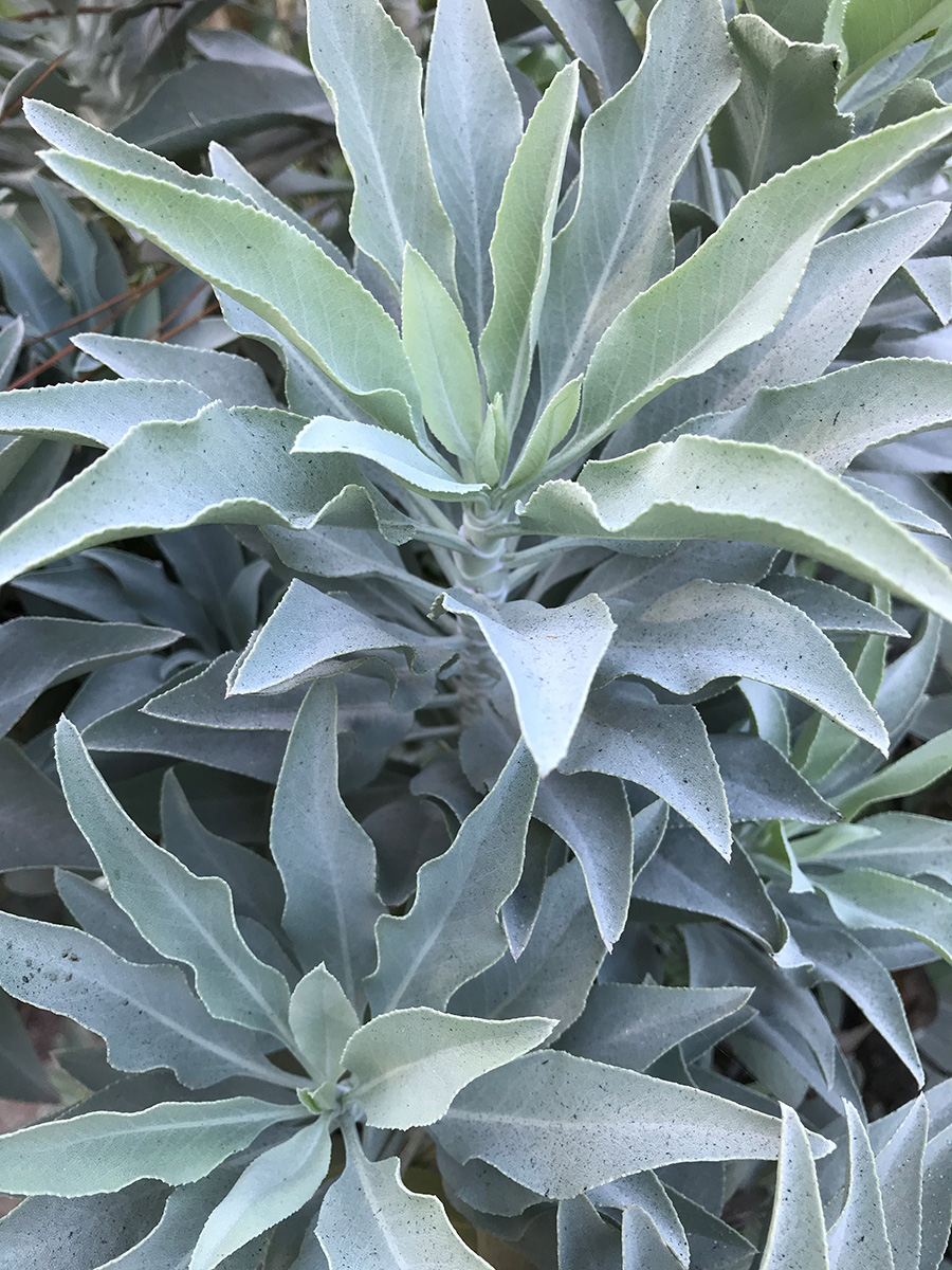 Compact white sage