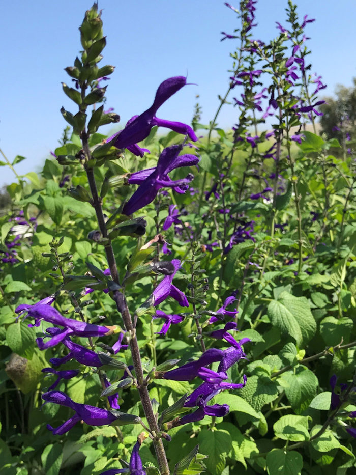 Purple Majesty salvia