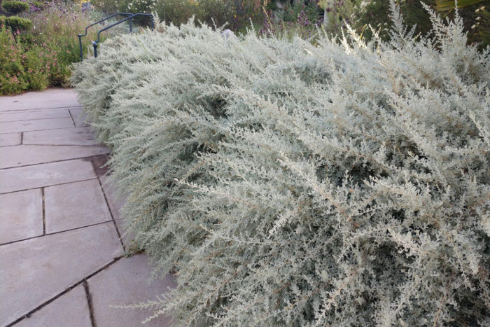 Creeping Australian saltbush