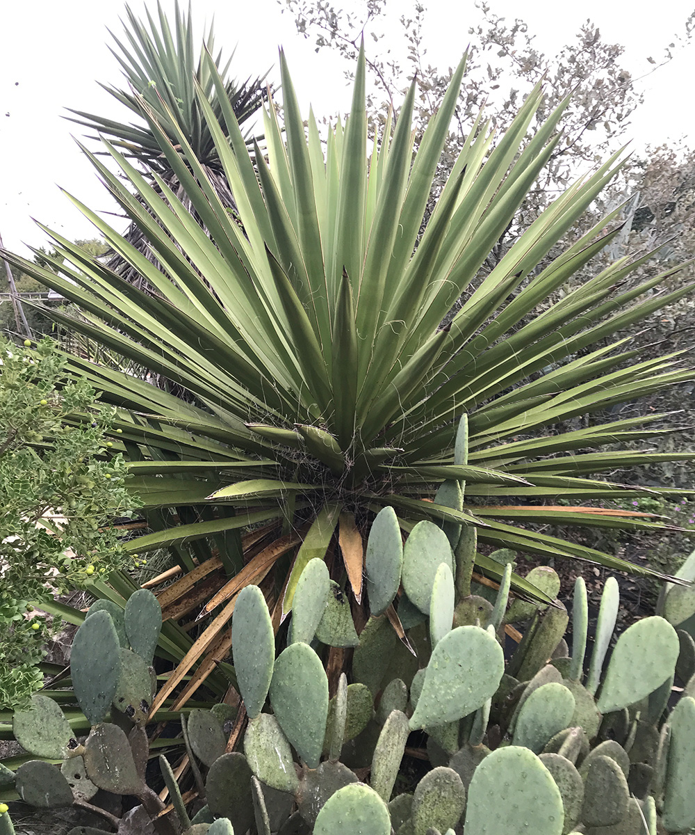 Giant dagger yucca