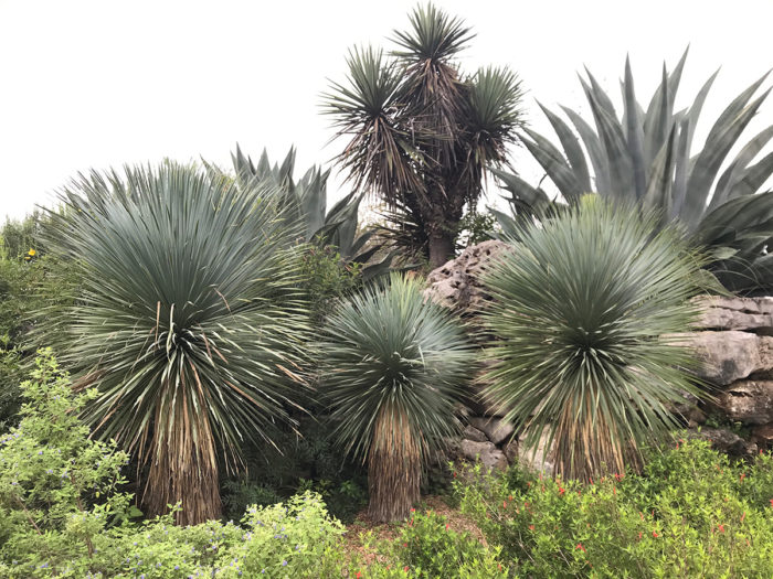 yuccas in a border