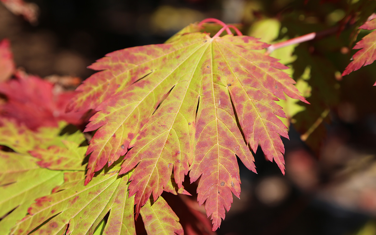 Full-moon maple