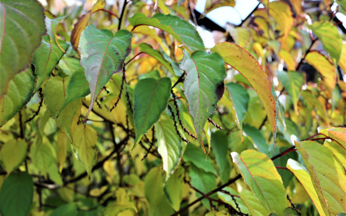 stachyurus