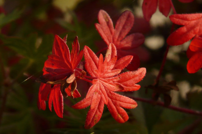 Bloody geranium