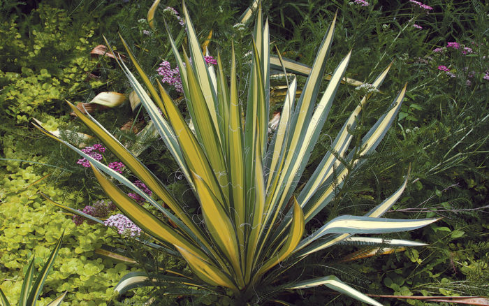 Color Guard Yucca