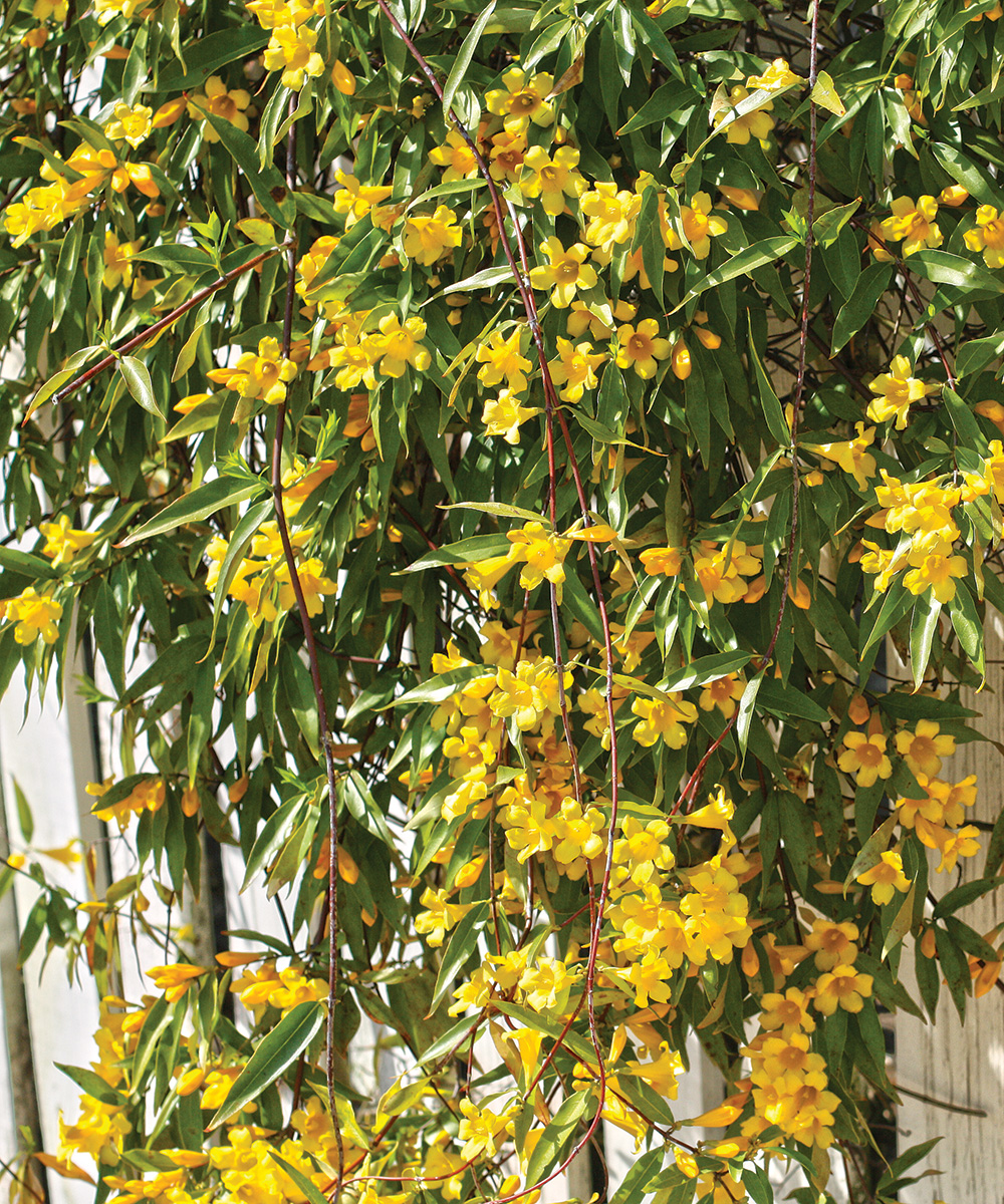 Carolina Yellow Jasmine