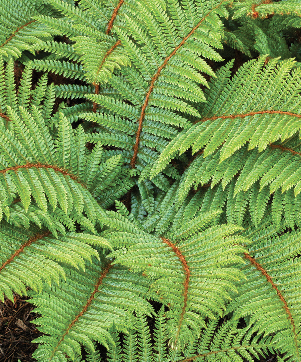 Tassel Fern