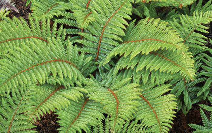 Tassel Fern