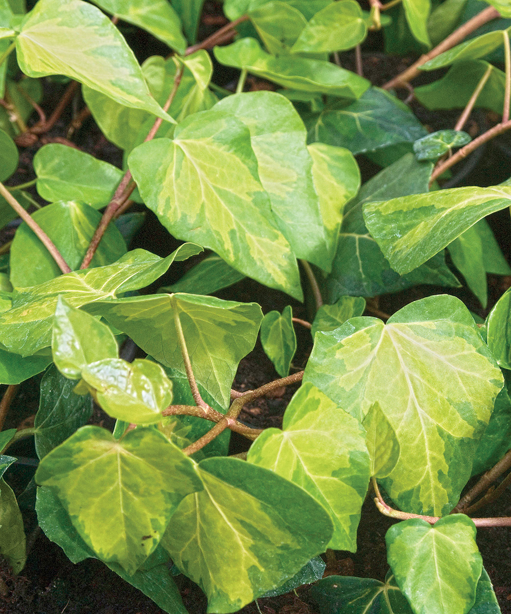 Sulphur Heart Persian Ivy