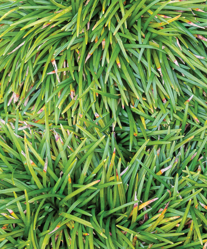 Exciting Evergreens for the MidAtlantic Fine Gardening