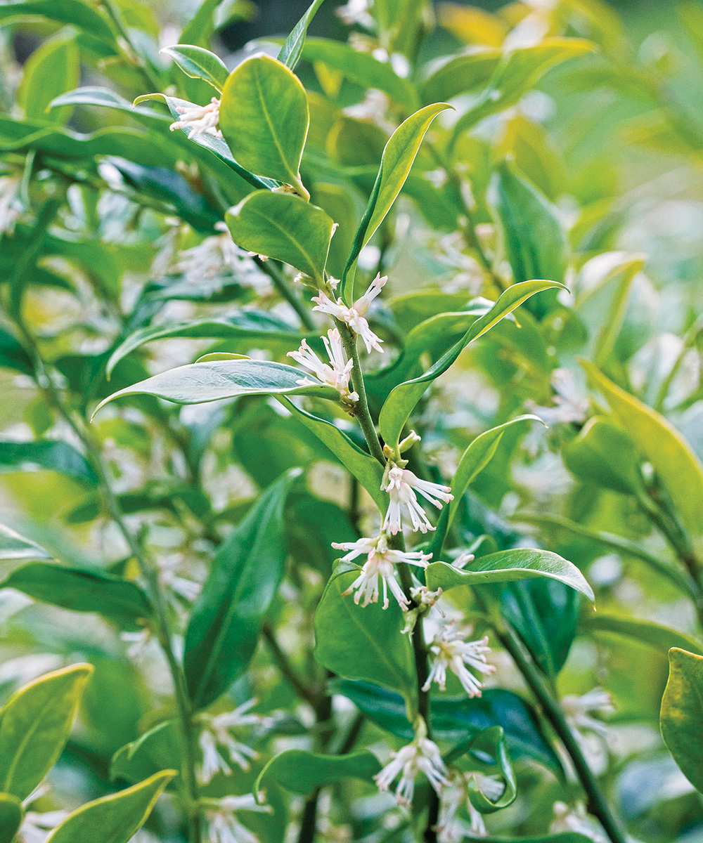 Fragrant Valley Himalayan Sweet Box