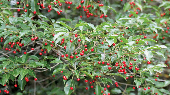 Longstalk Holly