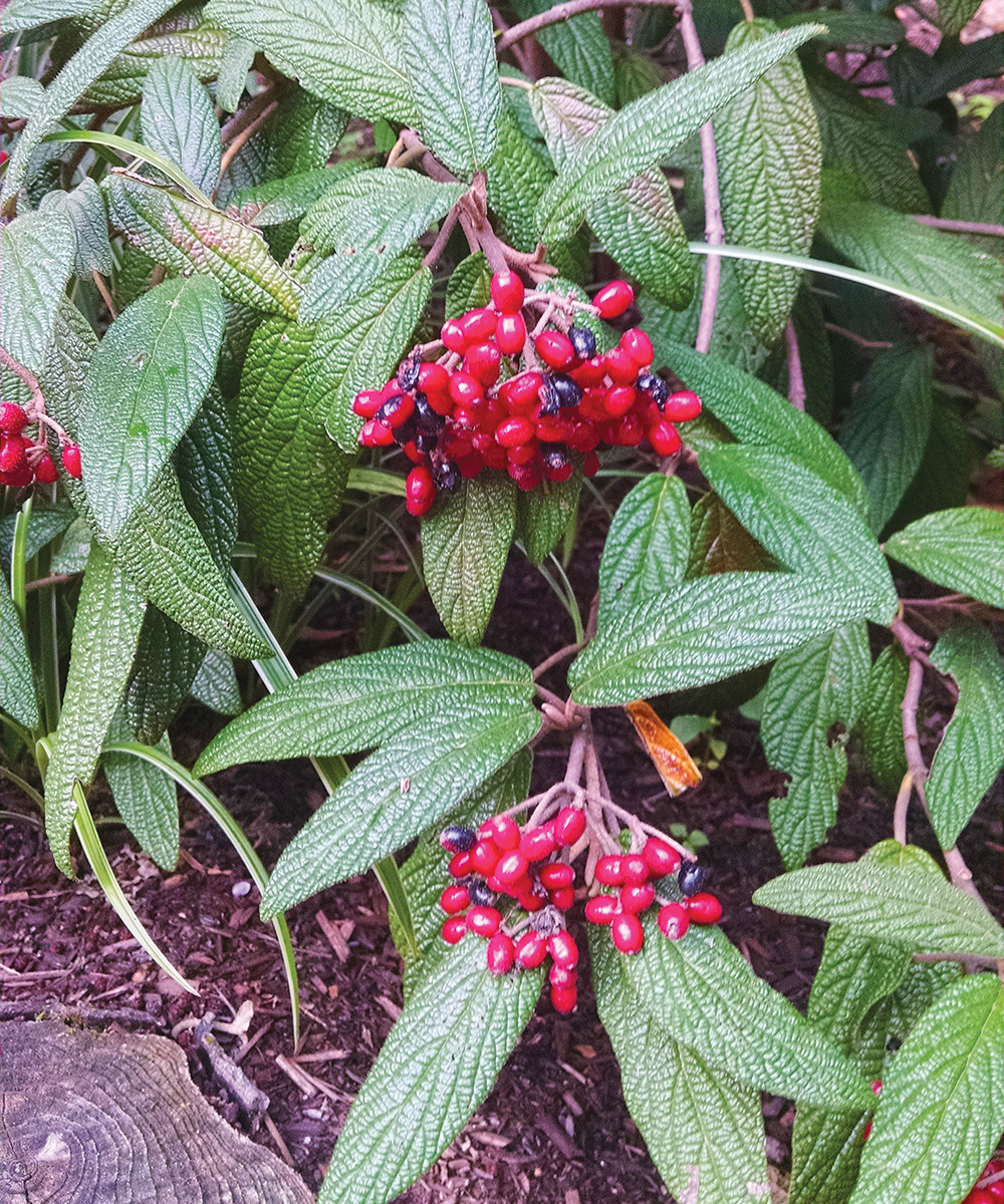 Cree Leatherleaf Viburnum