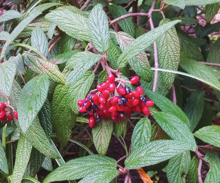 Cree Leatherleaf Viburnum