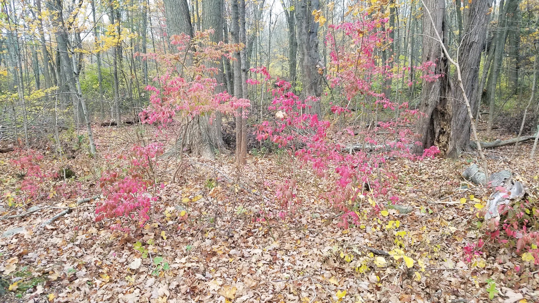 Fall is a great time to work on removing invasives, as some of the most common species in our area, such as burning bush, are more colorful in fall and easier to spot. Photo: Diana Koehm