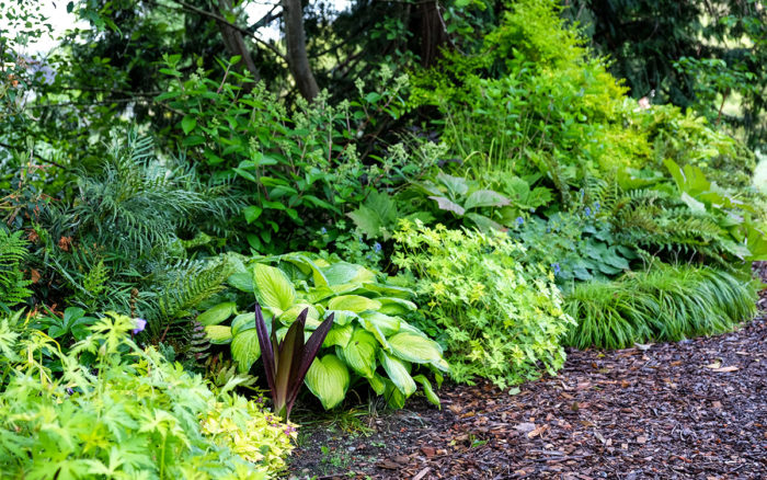 shade garden bed