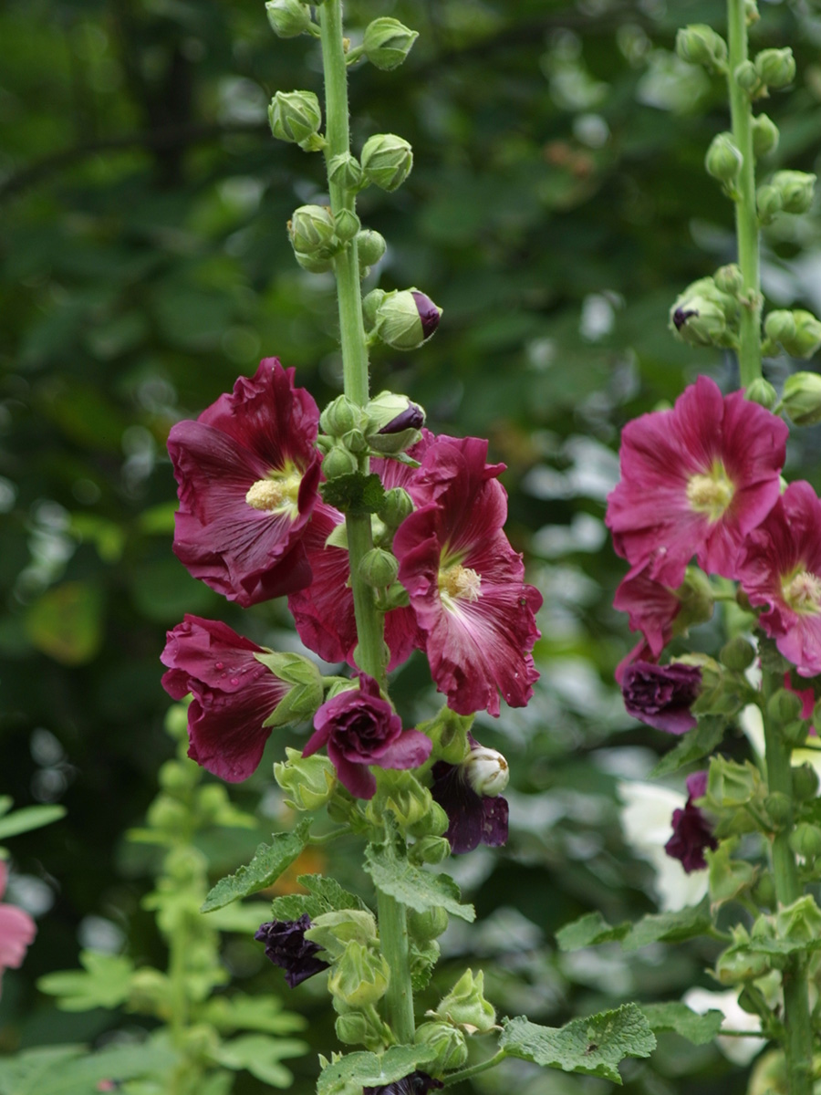 Desert Rose for the Southwest - FineGardening