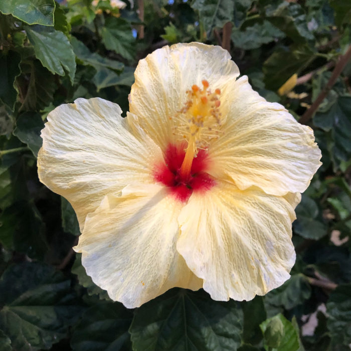 white tropical hibiscus