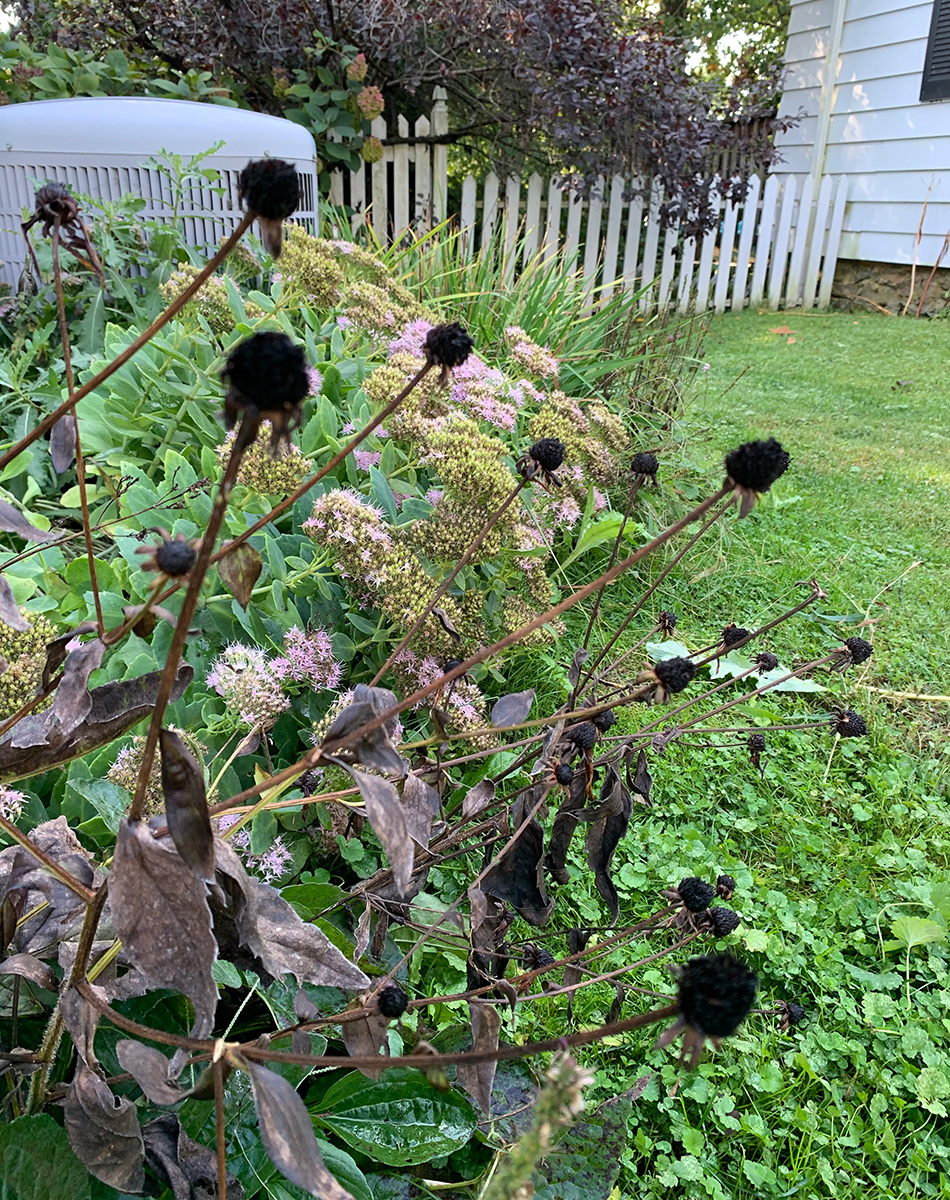 black-eyed susan seed heads