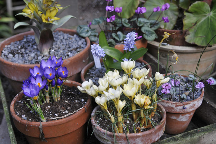 crocus in pots