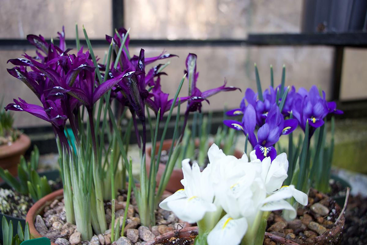 Growing Iris Reticulata Indoors - How to Force Bulbs