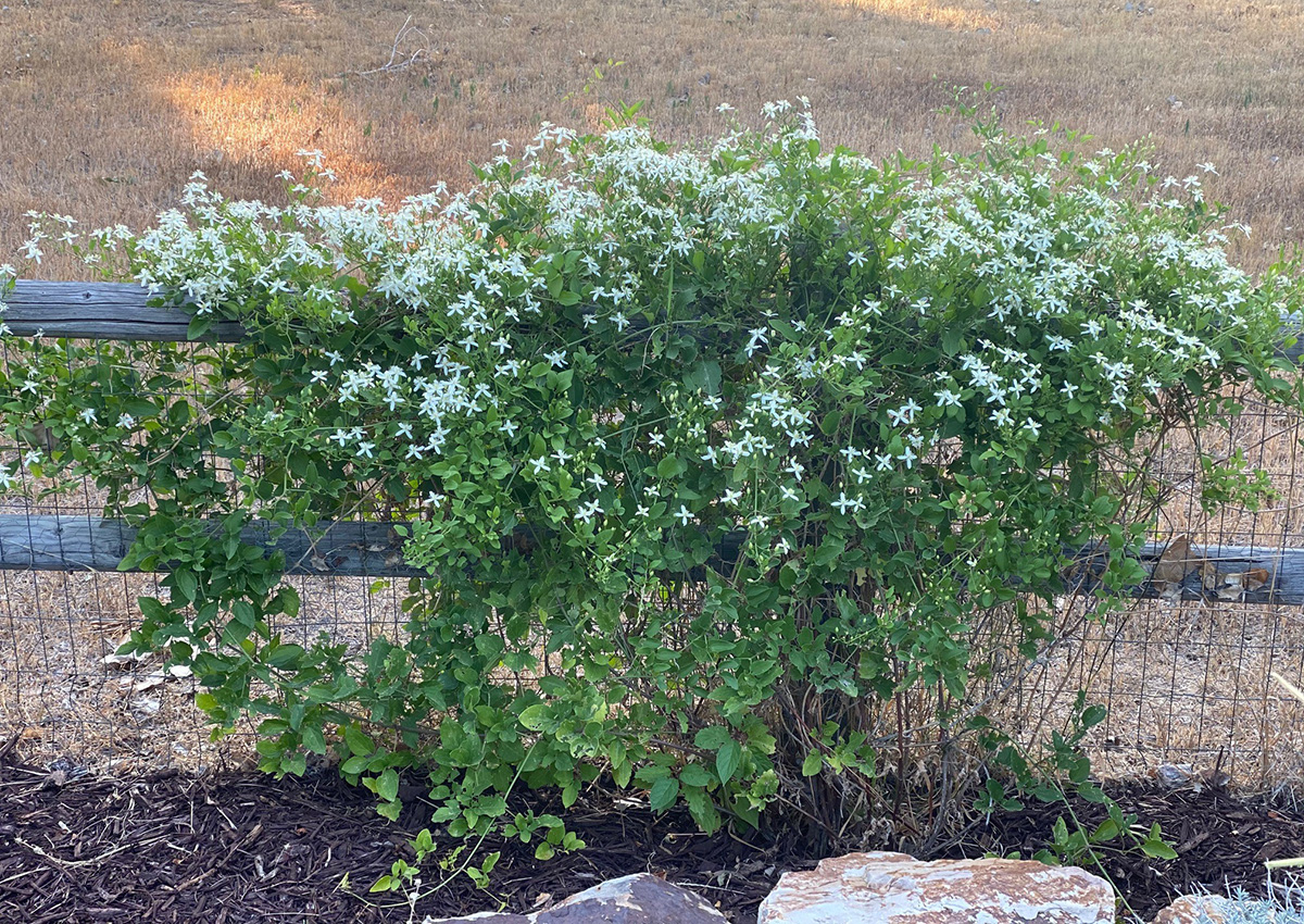 Sweet autumn clematis