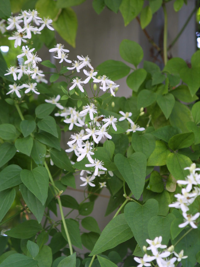 Sweet autumn clematis