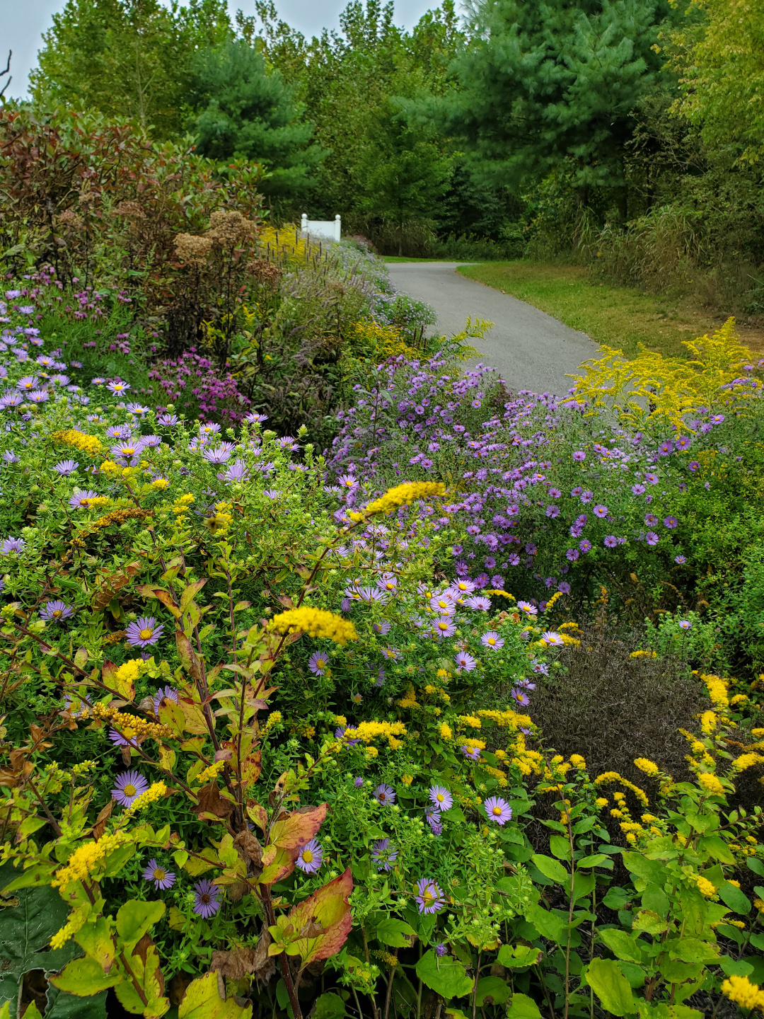 Yellow goldenrod and purple asters