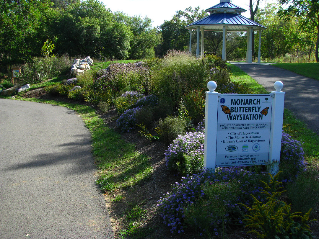 monarch butterfly waystation