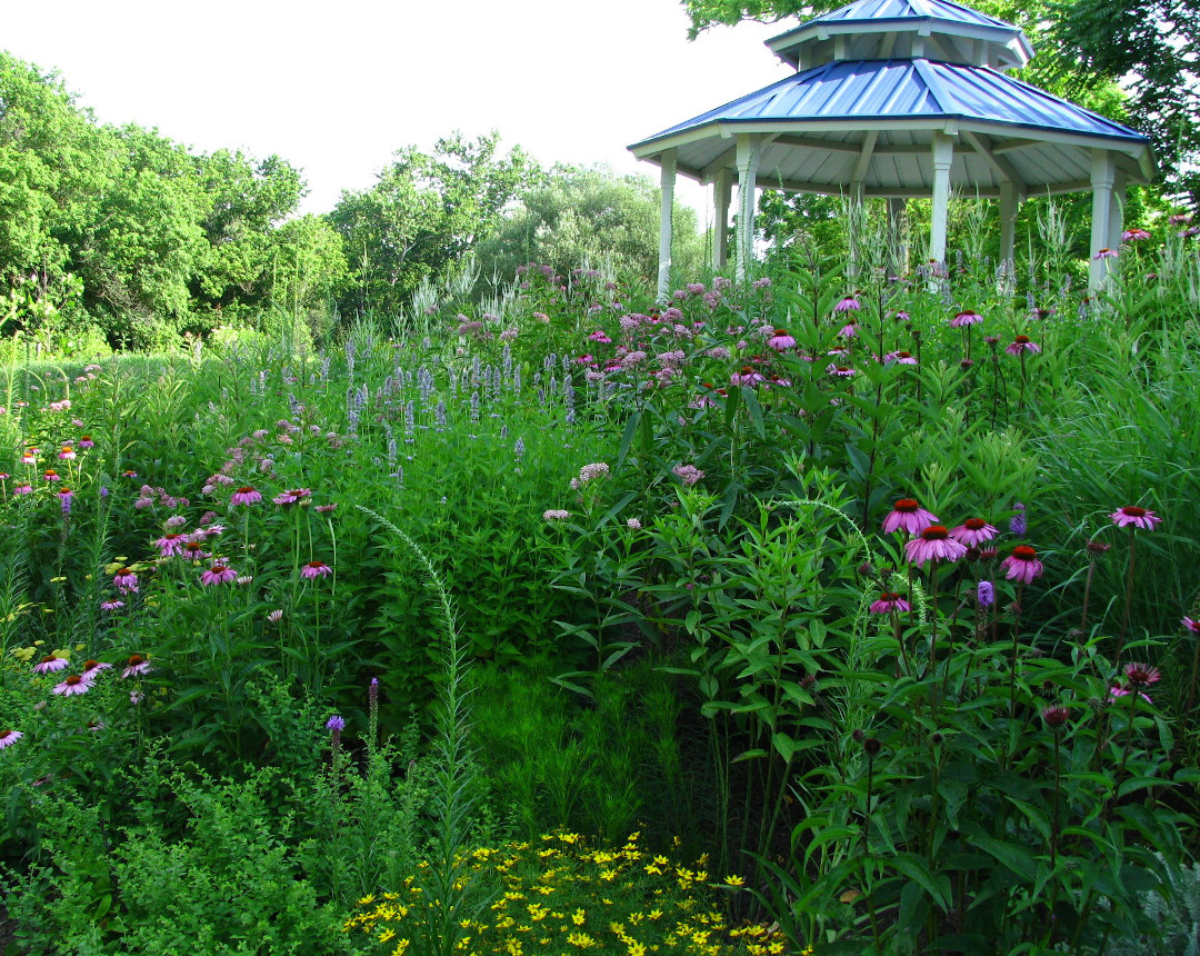 Purple coneflowers